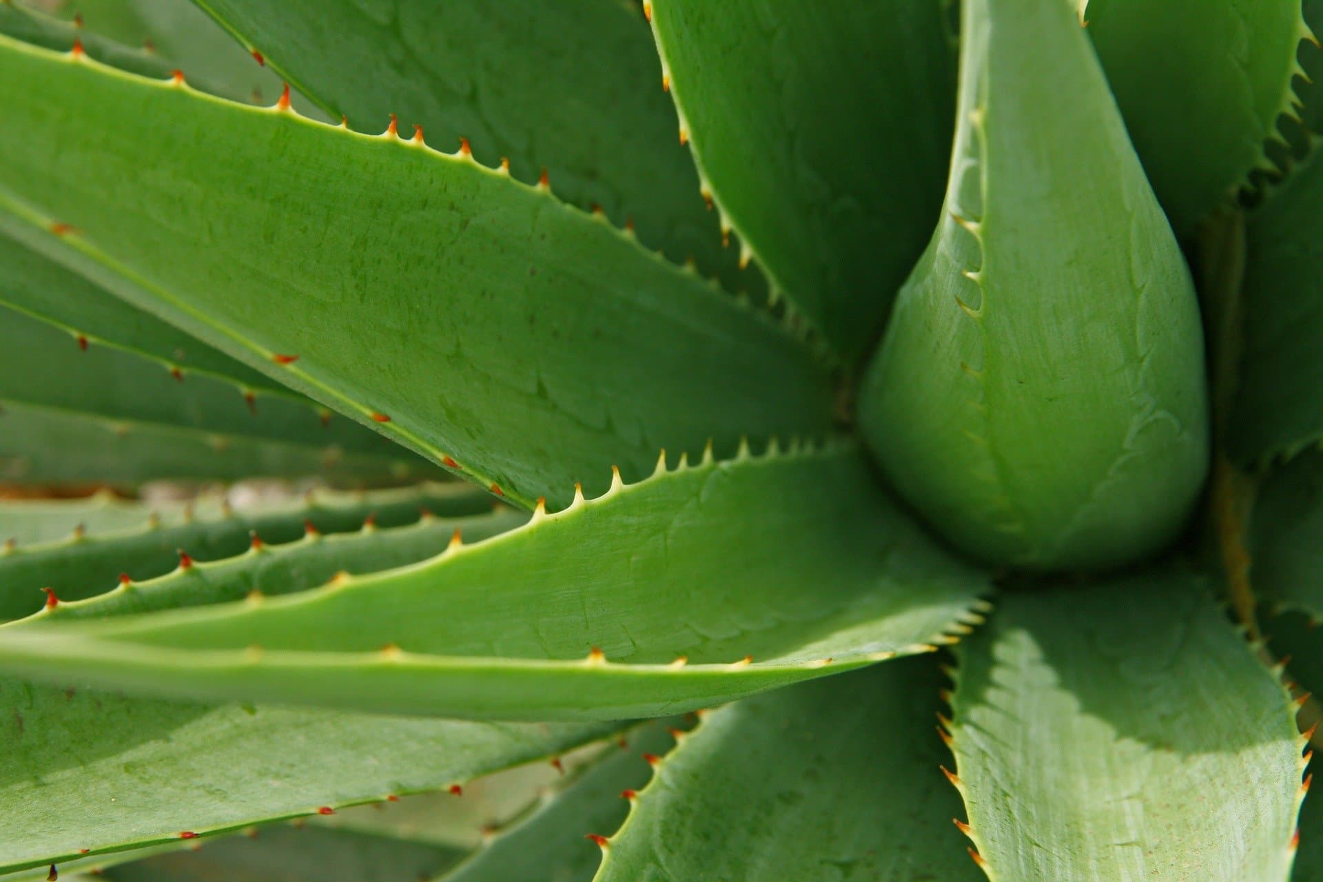 las mejores plantas de interior