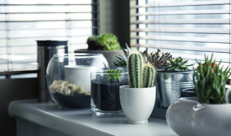 Las mejores plantas de interior para tu casa