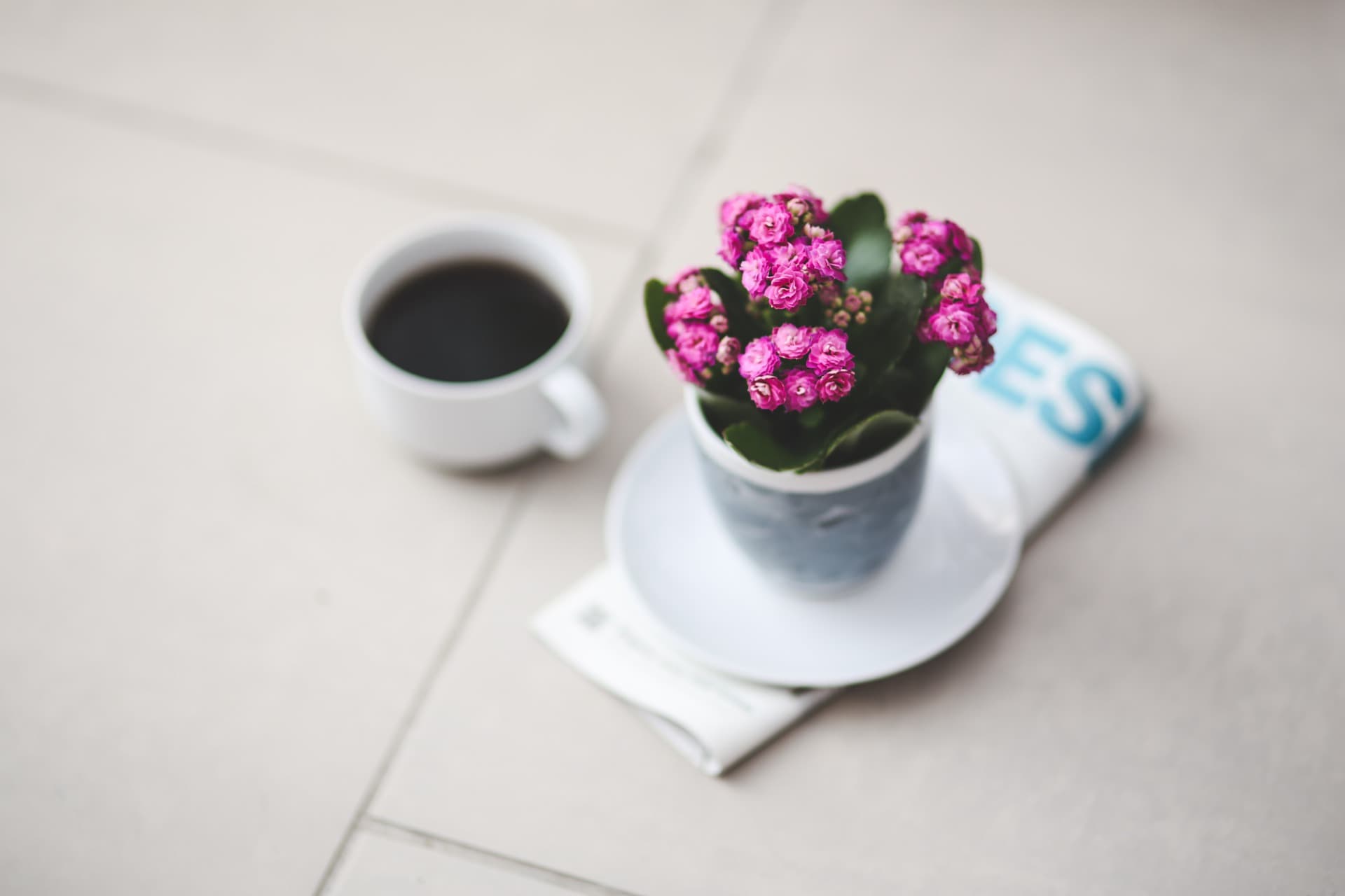 plantas de interior Kalanchoe Mini 